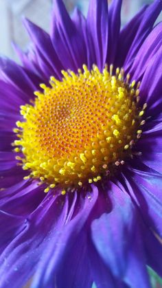 the center of a purple flower with yellow stamen