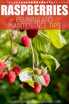 raspberries hanging from a tree with text overlay reading raspberries pruning and maintenance tips