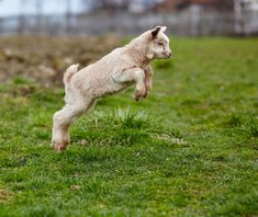 a small white dog jumping up into the air