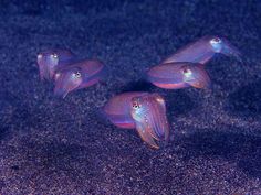 three purple fish are swimming in the water