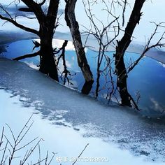 some trees are standing in the snow near water and frozen ground with no leaves on them