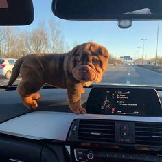 a dog standing on the dashboard of a car