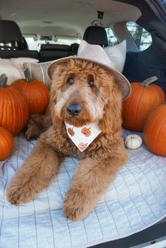 a brown dog wearing a hat sitting in the back of a car with pumpkins