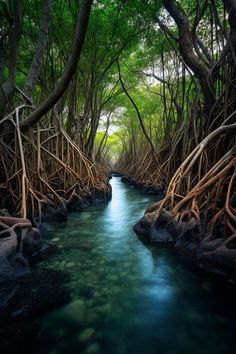 a river running through a forest filled with lots of green plants and trees on both sides