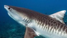 a tiger shark swimming in the ocean