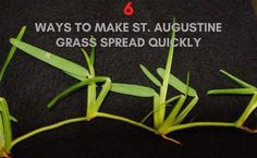 grass sprouts with the words 6 ways to make st augustine grass spread quickly