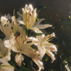 white lilies are blooming in the sunlight