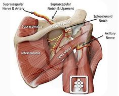 the anatomy of the heart and its major vessels