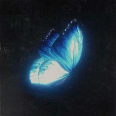 a blue butterfly sitting on top of a black surface