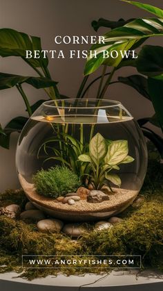 a fish bowl filled with plants and rocks