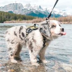 a dog is standing in the water with its tongue out and wearing a harness on it's back