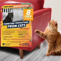 an orange cat standing on its hind legs in front of a furniture protectors from cats sign