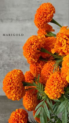 an orange flower with the words margold on it in front of a gray background