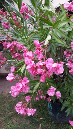 pink flowers are in a pot on the grass