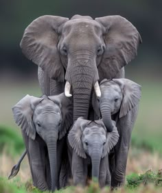 a group of elephants standing next to each other on top of a grass covered field