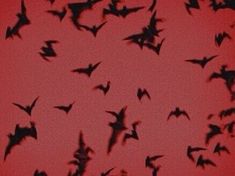 a flock of bats flying in the sky at sunset or dawn, silhouetted against a red background