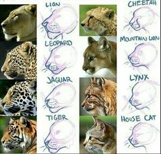 Cat Drawing Tutorial, Animal Drawings Sketches, Animal Study, Concept Art Drawing, Creature Concept Art, Animal Sketches, Leopards, Drawing Base