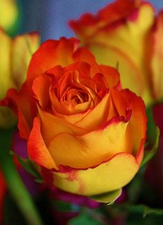 an orange and yellow rose is blooming in the vase with other flowers behind it