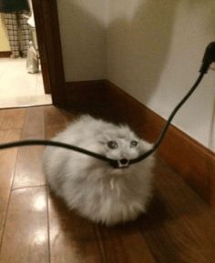 a white furry ball sitting on top of a wooden floor next to a hair dryer