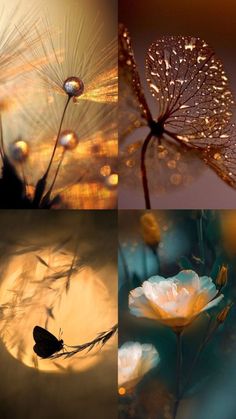 four different images of flowers and leaves with drops of water on them, all in three separate pictures