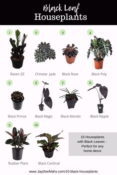 black leaf houseplants are the most popular house plants