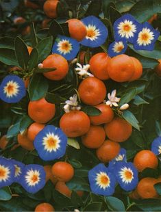 an orange tree with blue and white flowers