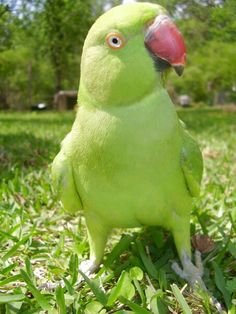 a green parrot standing in the grass with its beak open and eyes wide open, looking at the camera