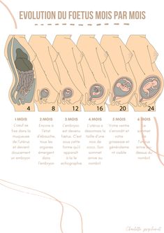 an info sheet with different stages of the human body