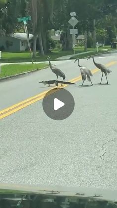 Miami Excursions on Instagram: "🐊🐦 Unlikely Duo: Gator and Great Blue Heron Cross the Street! 🌿🚶‍♂️  In a remarkable display of nature's unpredictability, we witnessed a fascinating sight today: a gator and a Great Blue Heron strolling side by side as they crossed the street! This extraordinary moment highlights the unique interactions that can occur in the wild, where two very different creatures share the same path, each moving with its own purpose and grace.  📸 Swipe to see the incredible photos of this unexpected pairing making their way across the road, a true testament to the wonders of wildlife coexistence.  🌳 Nature never ceases to amaze! Encounters like these remind us of the diverse and interconnected world we live in. Whether it's in the water or on land, these animals sho Miami Excursions, Baby Animals Adorable, Different Creatures, Unusual Pets, Cow Photography, Land Animals, Incredible Photos