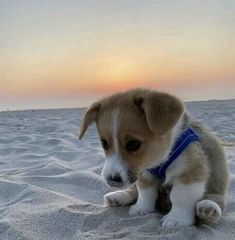 a small dog sitting on top of a sandy beach