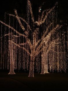 lighted trees in the dark with no leaves on them