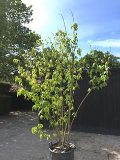 a small tree in a black pot outside