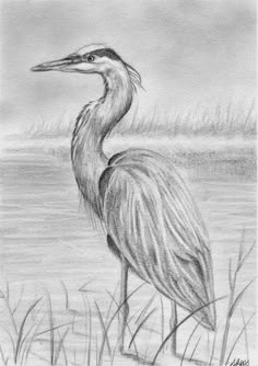 a pencil drawing of a bird standing in the grass next to a body of water