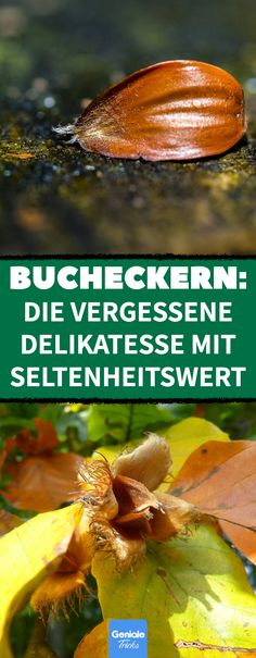 an image of a leaf on the ground with text over it that reads, bucheckkern die vergessne delikatesse mit seieheis