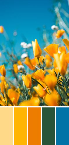 yellow flowers with blue sky in the background and color swatches for each one to choose from