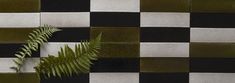 a fern is growing on the side of a black and white checkered tile wall