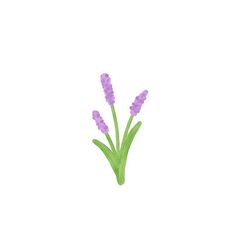 purple flowers with green stems on a white background