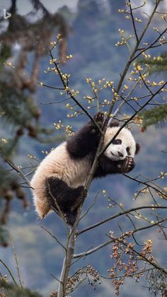 a panda bear sitting on top of a tree branch with yellow flowers in the background