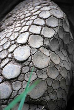 a close up view of an animal's skin and head, with grass in the foreground