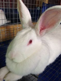 a white rabbit sitting in a cage with its head up and ears down, looking at the camera