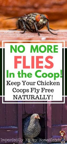 there is a sign that says no more flies in the coop