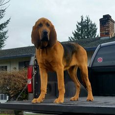 a large dog standing on the back of a pickup truck in front of a house