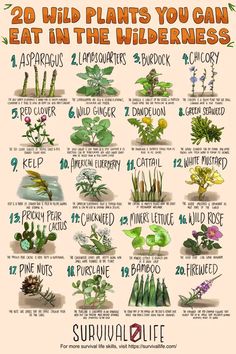 20 Edible Wild Plants You Can Eat In The Wilderness Poster High quality resin-coated photo base paper. Satin photo finish, maximum color gamut, dmax, and image resolution Wild Food Foraging, Edible Wild Plants, Magia Das Ervas, Survival Skills Life Hacks, Survival Life Hacks, Survival Techniques, Herbs For Health, Wild Edibles