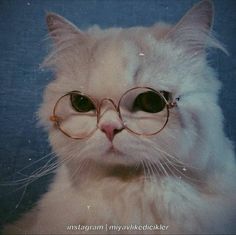 a white cat wearing glasses and looking at the camera