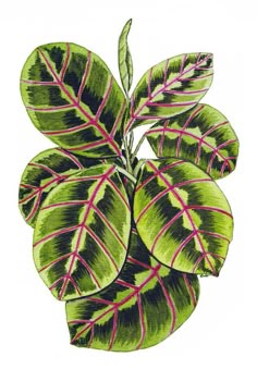 a drawing of a green plant with pink stripes on it's leaves and stems