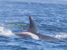 an orca swimming in the ocean with a red circle around it's head