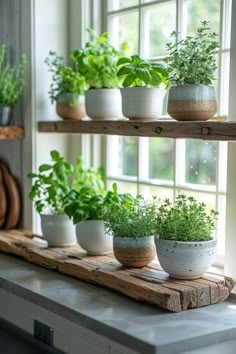 several potted plants are sitting on a shelf in the window sill, along with other herbs