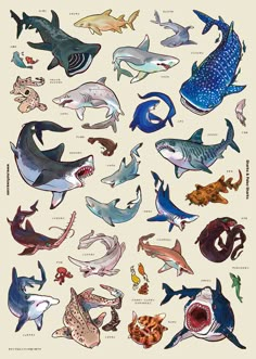 an image of different types of sharks