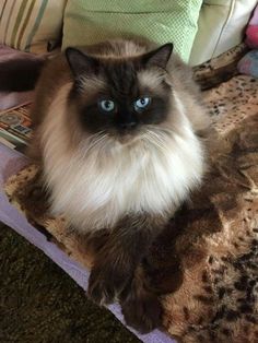 a fluffy cat with blue eyes sitting on a blanket in front of pillows and blankets