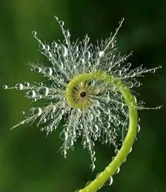 a dandelion with drops of water on it's top and bottom half